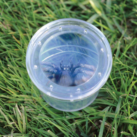 Jucării STEM, Știință şi Experimente - Borcan cu lupa pentru observarea insectelor