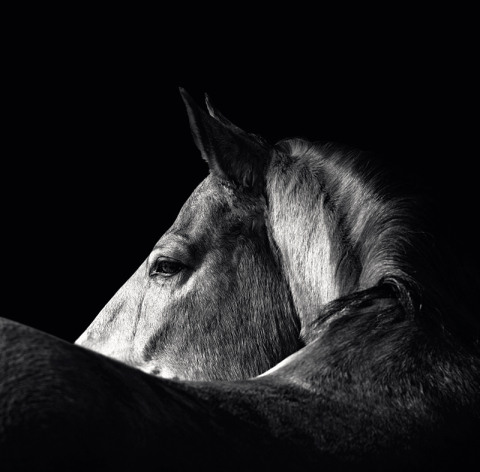 Calendar perete animale 13 file ego [3]
