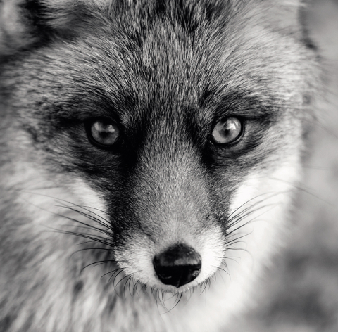Calendar perete animale 13 file ego [4]