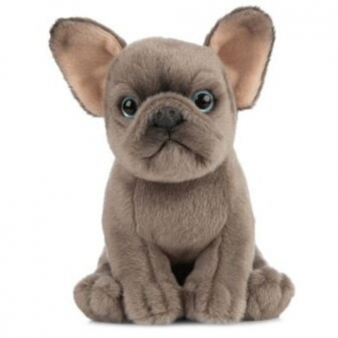 Catelus de plus Bulldog [1]