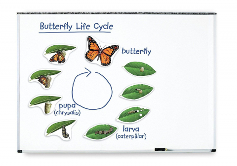 Jucării și Jocuri pentru copii - Ciclul vietii fluturelui - set magnetic