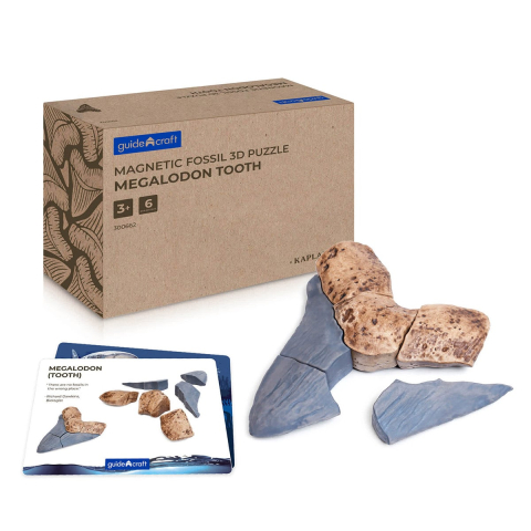Jucării și Jocuri pentru copii - Dinte Megalodon, set magnetic 3D, Guidecraft, copii varsta 5+ ani