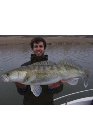 Easy Shiner Bluegill 205 5cm [2]