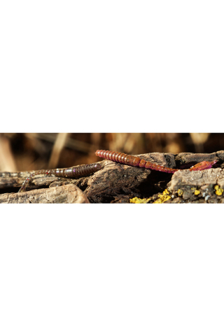 FishUp ARW Worm 5.5cm #055 Chartreuse Black 5.5cm #055 Chartreuse Black [1]