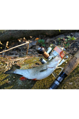 FishUp Fancy Grub 2.5cm #016 Lox Green & Black 2.5cm #016 Lox Green & Black [2]