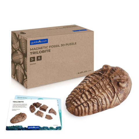Jucării și Jocuri pentru copii - Fosile Trilobit, set magnetic 3D, Guidecraft, copii varsta 5+ ani