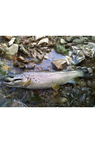 Lingurita oscilanta Smith Pure Hookless 9.5g GYO Pure 9.5g GYO [3]
