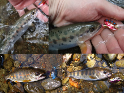 Lingurita rotativa Smith AR-S Spinner Bicolore 4.5g 04 TG AR-S Spinner Bicolore 4.5g 04 [2]