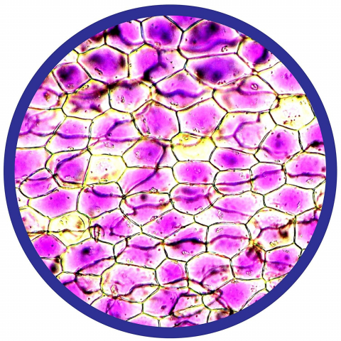 Microscop 450X [8]