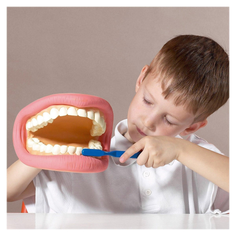 Model dentar demonstrativ, Tickit, varsta 3+ ani [2]