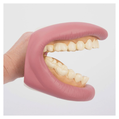 Model dentar demonstrativ, Tickit, varsta 3+ ani [3]