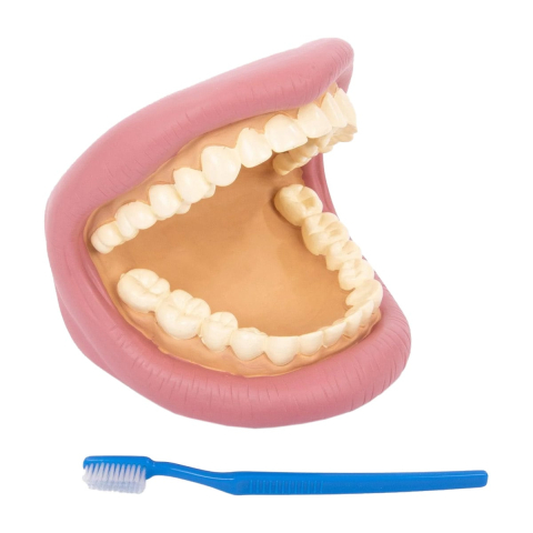 Jucării și Jocuri pentru copii - Model dentar demonstrativ, Tickit, varsta 3+ ani