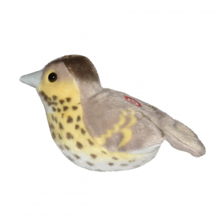 Pasare cu sunet Sturz cantator - SONG THRUSH [2]