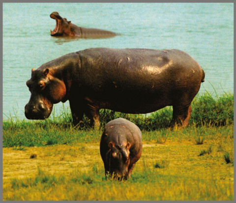 Proiector tip lanterna - Animale salbatice [9]