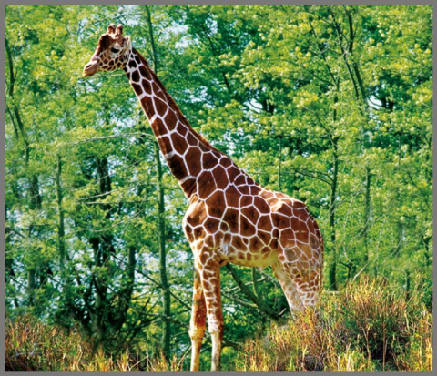 Proiector tip lanterna - Animale salbatice [8]