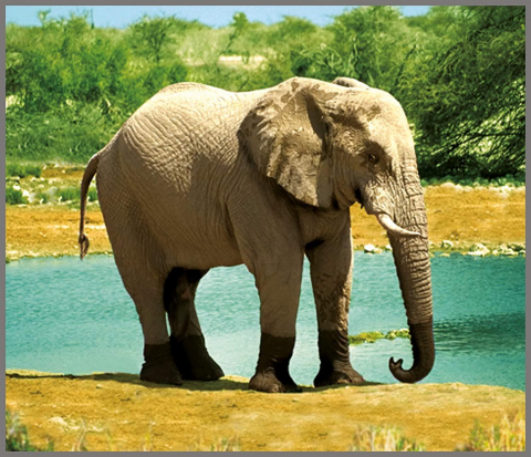 Proiector tip lanterna - Animale salbatice [6]