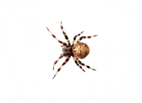 Proiector tip lanterna - Insecte [9]