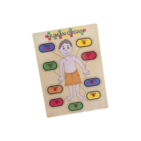 Jucării și Jocuri pentru copii - Puzzle lemn educativ - Invata corpul uman, 9 piese, 3+ ani, Colorarte, 2KB