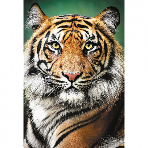 Puzzle trefl 1500 portret tigru [1]