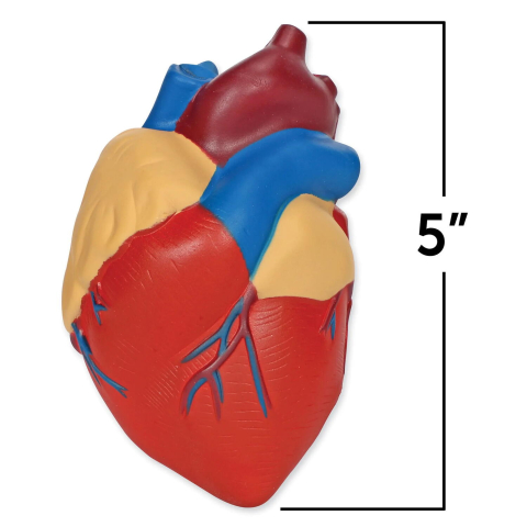 Sectiunea inimii [2]