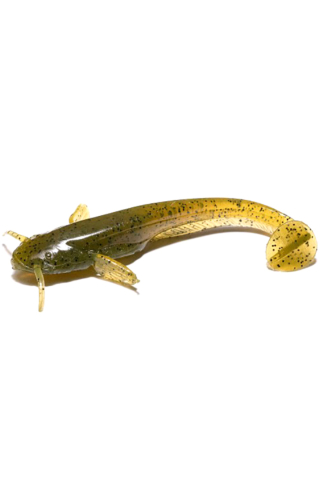 Pescuit si vanatoare - Shad FishUp Catfish 7.5cm #074 Green Pumpkin Seed 7.5cm Green Pumpkin Seed