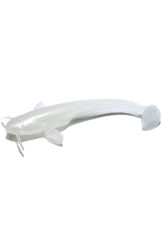 Pescuit si vanatoare - Shad FishUp Catfish 7.5cm #081 Pearl 7.5cm Pearl
