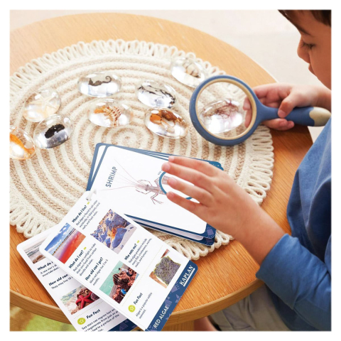 Specimen Stones, pietre din acril cu creaturi marine, copii varsta 2-10 ani [2]