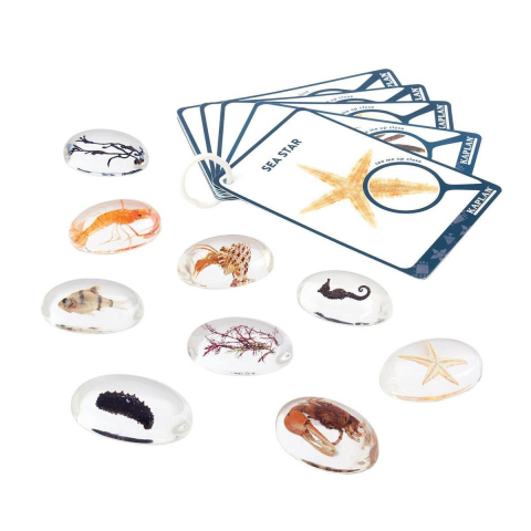 Specimen Stones, pietre din acril cu creaturi marine, copii varsta 2-10 ani [1]