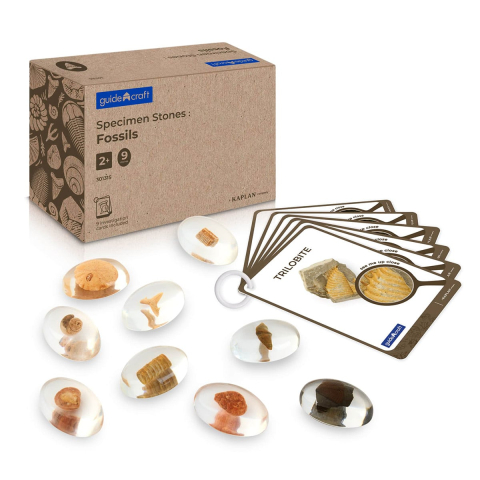 Jucării și Jocuri pentru copii - Specimen Stones, pietre din acril cu fosile, copii varsta 3-10 ani