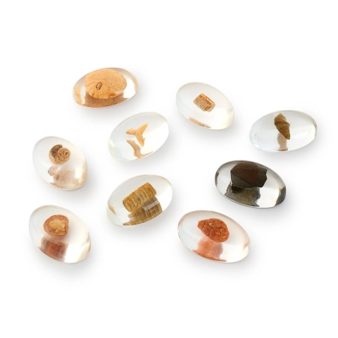 Specimen Stones, pietre din acril cu fosile, copii varsta 3-10 ani [4]