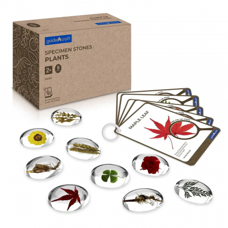 Jucării STEM, Știință şi Experimente - Specimen Stones, pietre din acril cu plante, Guidecraft, 2-10 ani