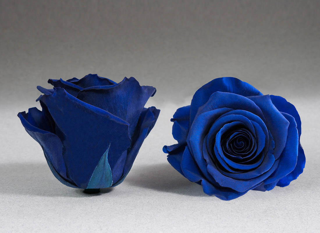 trandafir-criogenat-albastru-electric-giftbox-2824-8548