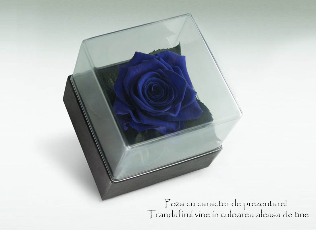 trandafir-criogenat-albastru-electric-giftbox-2824-9153