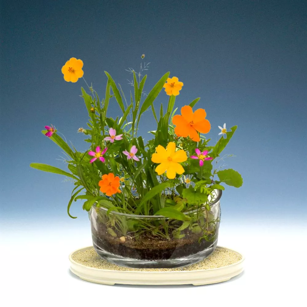 Cutie cu flori Pajistea mea [2]