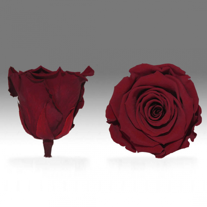 Fir de trandafir criogenat rosu Velvet [1]