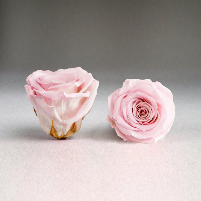 Fir de trandafir criogenat roz pal [1]