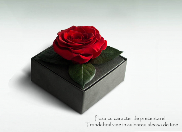 Trandafir criogenat albastru electric Giftbox [2]