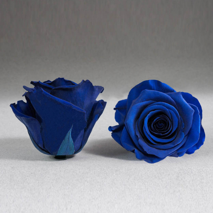 Trandafir criogenat albastru electric Giftbox [1]