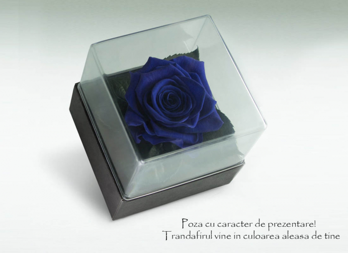 Trandafir criogenat albastru electric Giftbox [3]