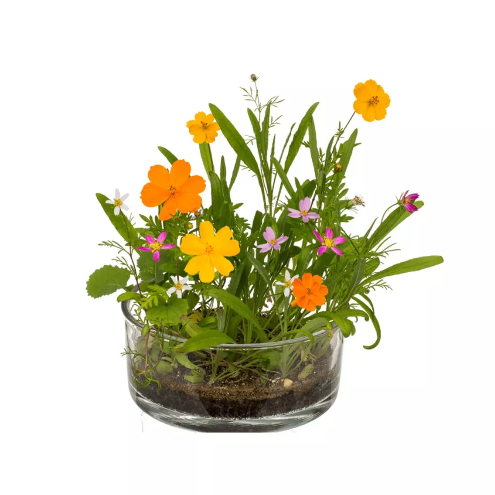 Cutie cu flori Pajistea mea [3]