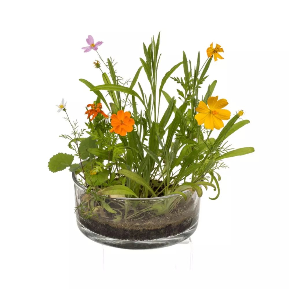 Cutie cu flori Pajistea mea [2]