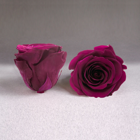 Cadouri Majorat - Fir de trandafir criogenat ciclam