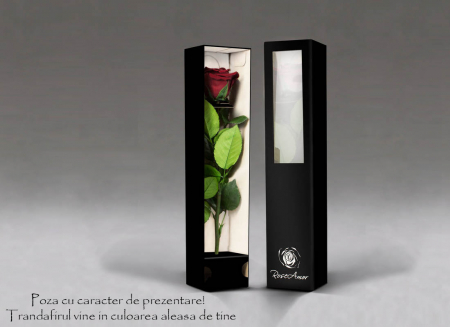 Fir de trandafir criogenat rosu Velvet [1]