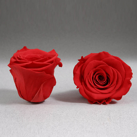 Trandafir criogenat rosu Giftbox [0]