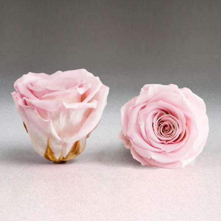 Trandafir criogenat roz Giftbox [0]