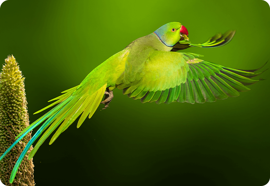 zte v70, camera foto