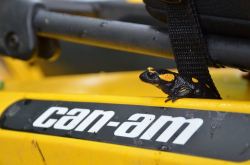 can am