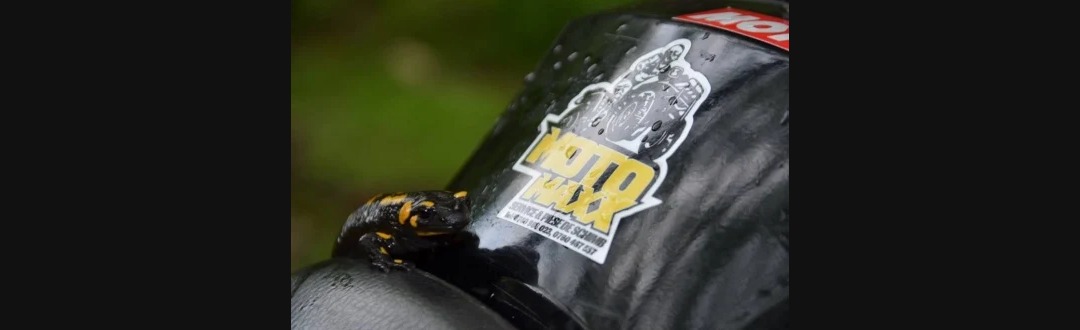 salamandra