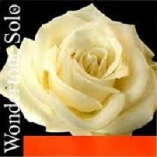 Wondertone Solo - Coarda D Wondertone Solo vioara