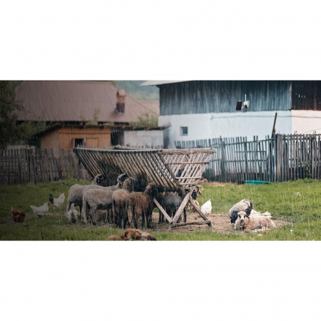 Reolink Go PT Plus surveillance camera with solar panel, 4G - LTE, rechargeable battery, 4 MP resolution, person/vehicle detection [10]